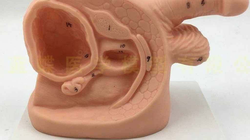 Male Reproductive System Model